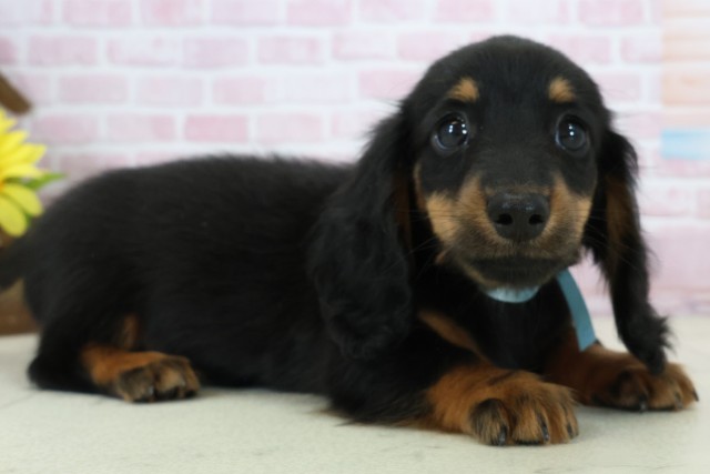 熊本県のミニチュアダックスフンド(ロング) (Coo&RIKUカリーノ玉名店/2025年11月15日生まれ/男の子/ブラックタン)の子犬の2枚目の画像