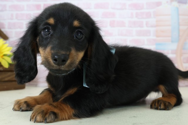 熊本県のミニチュアダックスフンド(ロング) (Coo&RIKUカリーノ玉名店/2025年11月15日生まれ/男の子/ブラックタン)の子犬の3枚目の画像