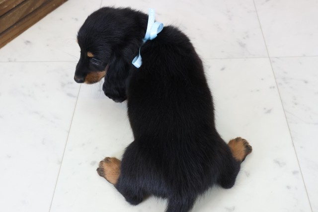 熊本県のミニチュアダックスフンド(ロング) (Coo&RIKUカリーノ玉名店/2025年11月15日生まれ/男の子/ブラックタン)の子犬の4枚目の画像