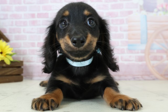 福岡県のミニチュアダックスフンド(ロング) (Coo&RIKU大牟田店/2025年11月15日生まれ/男の子/ブラックタン)の子犬の1枚目の画像