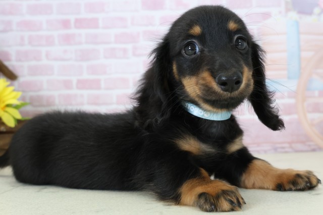 福岡県のミニチュアダックスフンド(ロング) (Coo&RIKU大牟田店/2025年11月15日生まれ/男の子/ブラックタン)の子犬の2枚目の画像