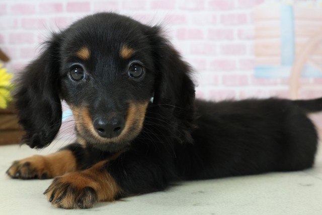 福岡県のミニチュアダックスフンド(ロング) (Coo&RIKU大牟田店/2025年11月15日生まれ/男の子/ブラックタン)の子犬の3枚目の画像