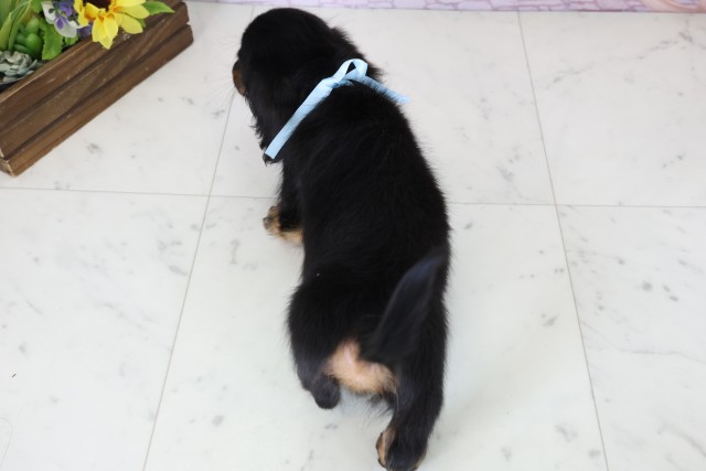 福岡県のミニチュアダックスフンド(ロング) (Coo&RIKU大牟田店/2025年11月15日生まれ/男の子/ブラックタン)の子犬の4枚目の画像