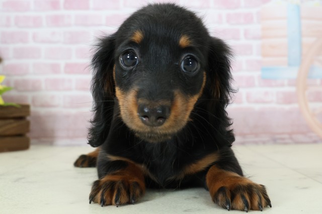 長崎県のミニチュアダックスフンド(ロング) (Coo&RIKU長崎佐世保店/2025年11月15日生まれ/女の子/ブラックタン)の子犬の1枚目の画像