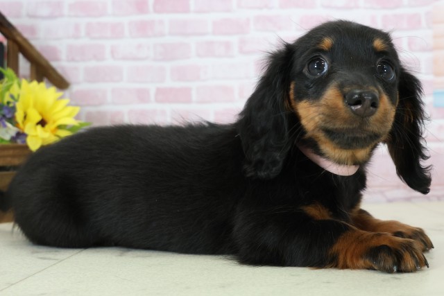 長崎県のミニチュアダックスフンド(ロング) (Coo&RIKU長崎佐世保店/2025年11月15日生まれ/女の子/ブラックタン)の子犬の2枚目の画像