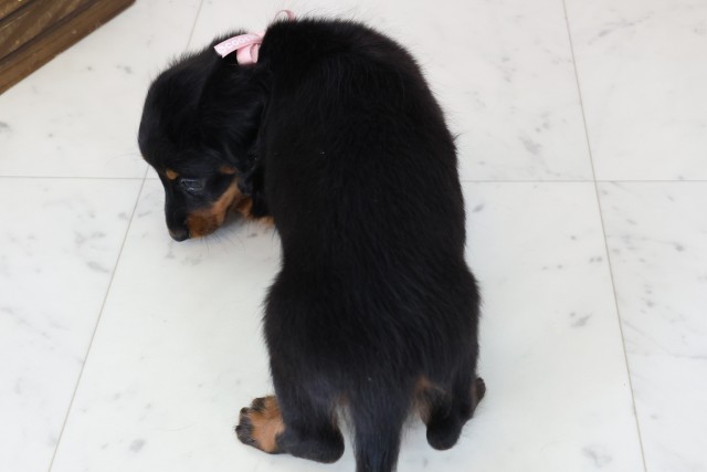 長崎県のミニチュアダックスフンド(ロング) (Coo&RIKU長崎佐世保店/2025年11月15日生まれ/女の子/ブラックタン)の子犬の4枚目の画像