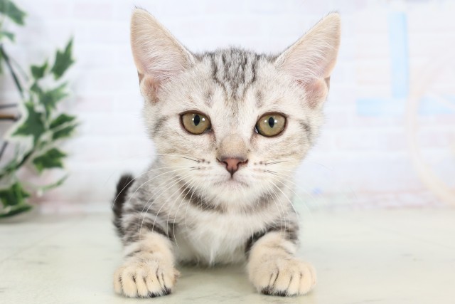 宮崎県のマンチカン (Coo&RIKU宮崎店/2025年10月23日生まれ/女の子/シルバータビー)の子猫の1枚目の画像