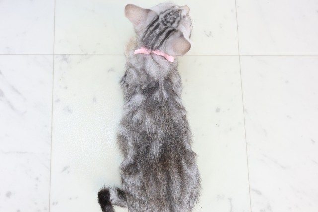 宮崎県のマンチカン (Coo&RIKU宮崎店/2025年10月23日生まれ/女の子/シルバータビー)の子猫の4枚目の画像