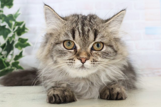 福岡県のミヌエット (Coo&RIKU黒崎店/2025年9月13日生まれ/女の子/ブラウンタビー)の子猫の1枚目の画像