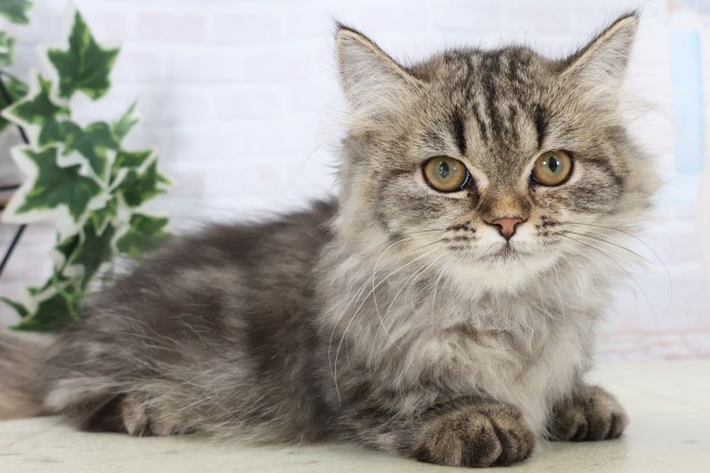 福岡県のミヌエット (Coo&RIKU黒崎店/2025年9月13日生まれ/女の子/ブラウンタビー)の子猫の2枚目の画像