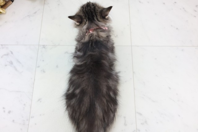 福岡県のミヌエット (Coo&RIKU黒崎店/2025年9月13日生まれ/女の子/ブラウンタビー)の子猫の4枚目の画像