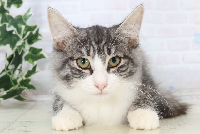 福岡県のノルウェージャンフォレストキャット (Coo&RIKU福岡西店/2025年8月14日生まれ/女の子/シルバータビーホワイト)の子猫の1枚目の画像