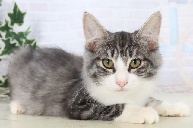 福岡県のノルウェージャンフォレストキャット (Coo&RIKU福岡西店/2025年8月14日生まれ/女の子/シルバータビーホワイト)の子猫の2枚目の画像