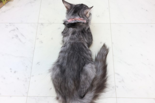 福岡県のノルウェージャンフォレストキャット (Coo&RIKU福岡西店/2025年8月14日生まれ/女の子/シルバータビーホワイト)の子猫の4枚目の画像