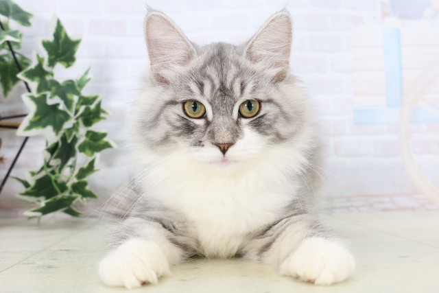鹿児島県のノルウェージャンフォレストキャット (Coo&RIKU鹿児島店/2025年8月14日生まれ/女の子/シルバータビーホワイト)の子猫の1枚目の画像