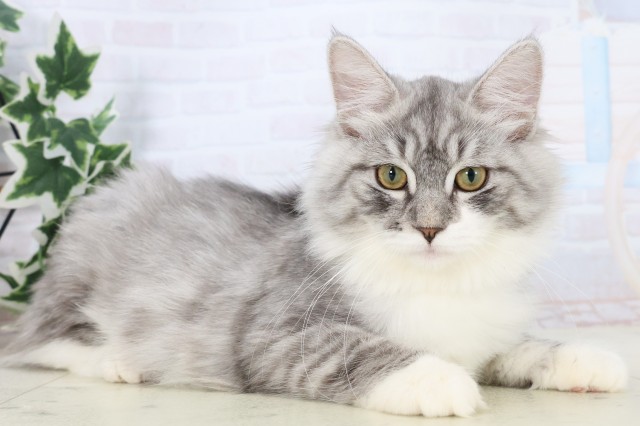 鹿児島県のノルウェージャンフォレストキャット (Coo&RIKU鹿児島店/2025年8月14日生まれ/女の子/シルバータビーホワイト)の子猫の2枚目の画像