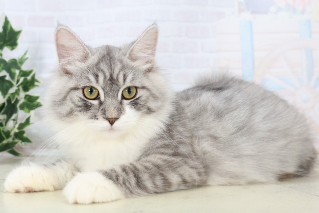 鹿児島県のノルウェージャンフォレストキャット (Coo&RIKU鹿児島店/2025年8月14日生まれ/女の子/シルバータビーホワイト)の子猫の3枚目の画像