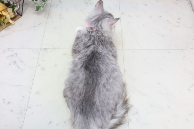 鹿児島県のノルウェージャンフォレストキャット (Coo&RIKU鹿児島店/2025年8月14日生まれ/女の子/シルバータビーホワイト)の子猫の4枚目の画像