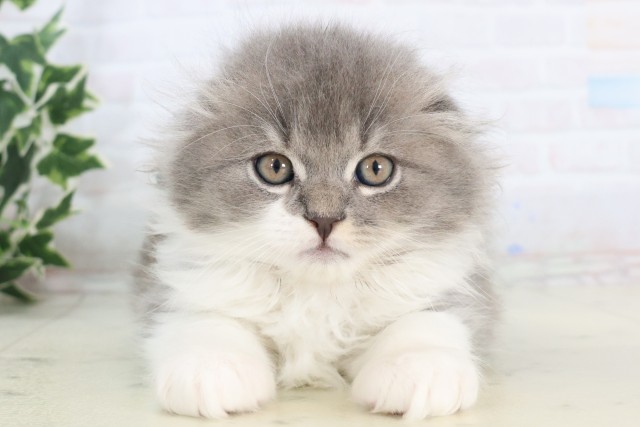 福岡県のスコティッシュフォールド (Coo&RIKU福岡古賀店/2025年11月14日生まれ/男の子/ブルーホワイト)の子猫の1枚目の画像