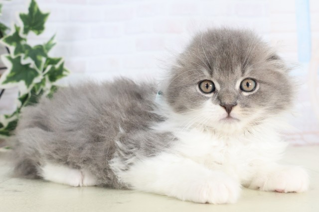 福岡県のスコティッシュフォールド (Coo&RIKU福岡古賀店/2025年11月14日生まれ/男の子/ブルーホワイト)の子猫の2枚目の画像
