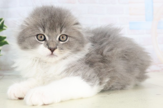 福岡県のスコティッシュフォールド (Coo&RIKU福岡古賀店/2025年11月14日生まれ/男の子/ブルーホワイト)の子猫の3枚目の画像