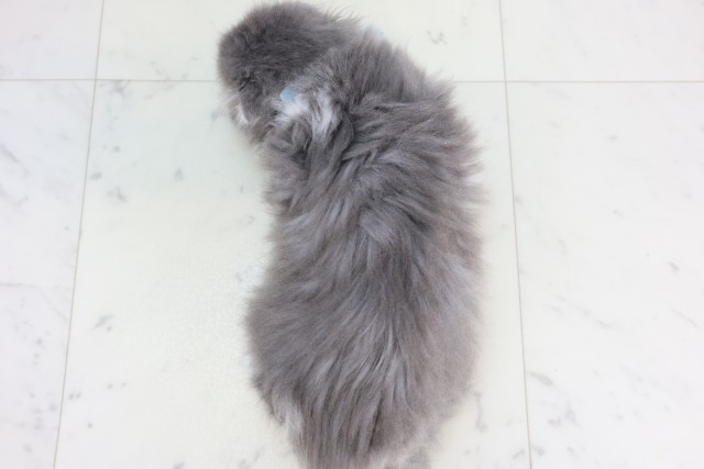 福岡県のスコティッシュフォールド (Coo&RIKU福岡古賀店/2025年11月14日生まれ/男の子/ブルーホワイト)の子猫の4枚目の画像