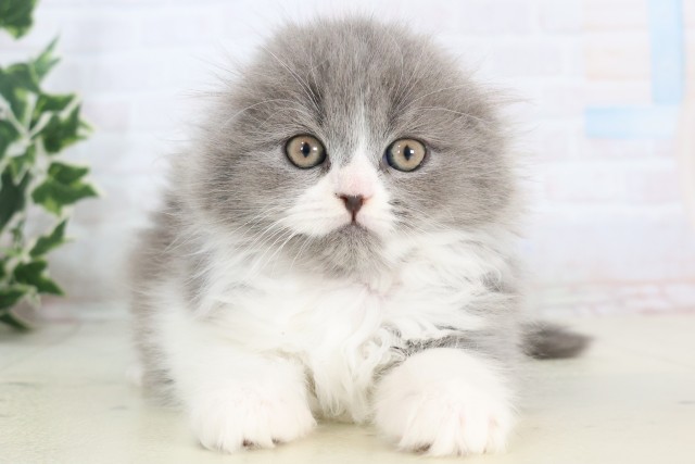 福岡県のスコティッシュフォールド (Coo&RIKUゆめタウン飯塚店/2025年11月14日生まれ/女の子/ブルーホワイト)の子猫の1枚目の画像