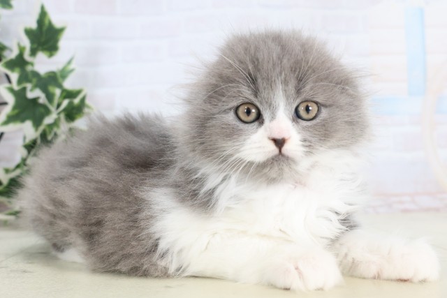 福岡県のスコティッシュフォールド (Coo&RIKUゆめタウン飯塚店/2025年11月14日生まれ/女の子/ブルーホワイト)の子猫の2枚目の画像