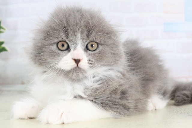 福岡県のスコティッシュフォールド (Coo&RIKUゆめタウン飯塚店/2025年11月14日生まれ/女の子/ブルーホワイト)の子猫の3枚目の画像