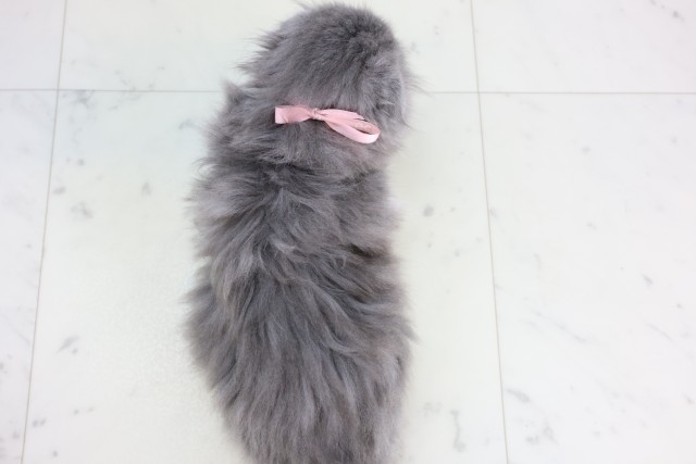 福岡県のスコティッシュフォールド (Coo&RIKUゆめタウン飯塚店/2025年11月14日生まれ/女の子/ブルーホワイト)の子猫の4枚目の画像