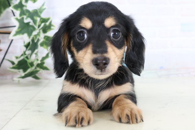 福岡県のミニチュアダックスフンド(ロング) (Coo&RIKUフォレストシティ春日店/2025年11月17日生まれ/男の子/ブラックタン)の子犬の1枚目の画像