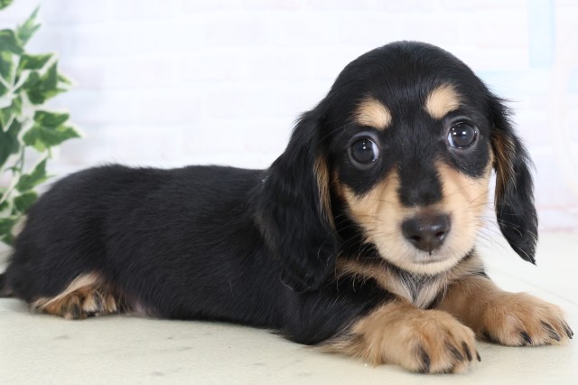 福岡県のミニチュアダックスフンド(ロング) (Coo&RIKUフォレストシティ春日店/2025年11月17日生まれ/男の子/ブラックタン)の子犬の2枚目の画像