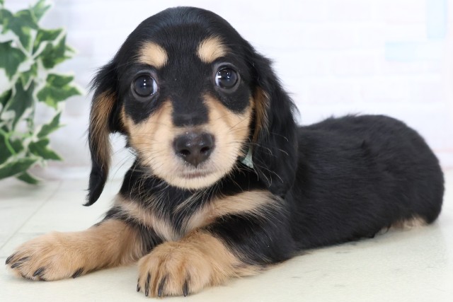 福岡県のミニチュアダックスフンド(ロング) (Coo&RIKUフォレストシティ春日店/2025年11月17日生まれ/男の子/ブラックタン)の子犬の3枚目の画像