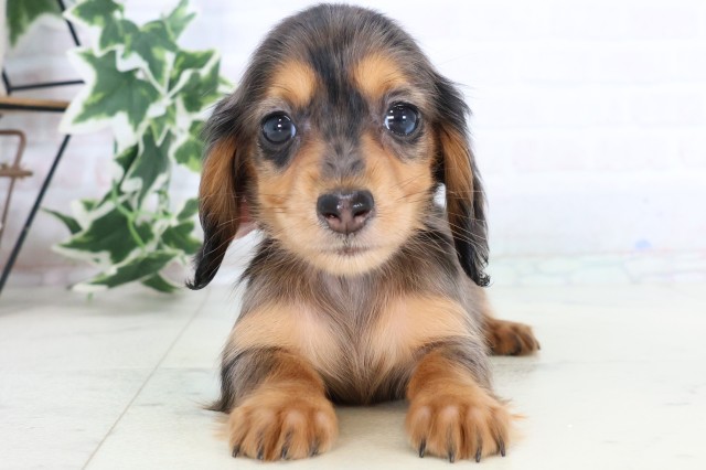 福岡県のミニチュアダックスフンド(ロング) (Coo&RIKU福岡西店/2025年11月17日生まれ/女の子/シルバーダップル)の子犬の1枚目の画像