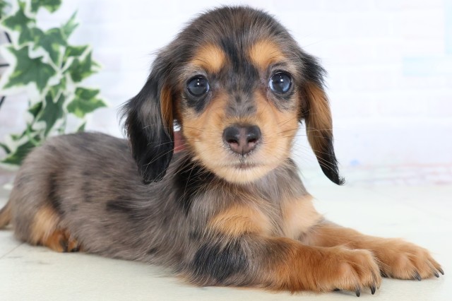 福岡県のミニチュアダックスフンド(ロング) (Coo&RIKU福岡西店/2025年11月17日生まれ/女の子/シルバーダップル)の子犬の2枚目の画像