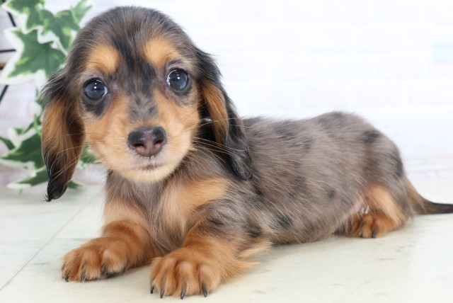 福岡県のミニチュアダックスフンド(ロング) (Coo&RIKU福岡西店/2025年11月17日生まれ/女の子/シルバーダップル)の子犬の3枚目の画像