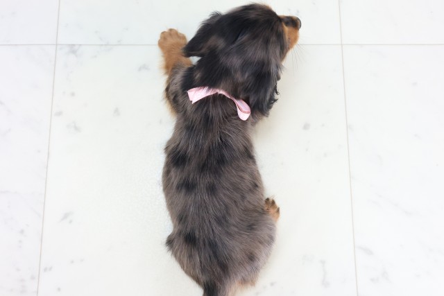 福岡県のミニチュアダックスフンド(ロング) (Coo&RIKU福岡西店/2025年11月17日生まれ/女の子/シルバーダップル)の子犬の4枚目の画像