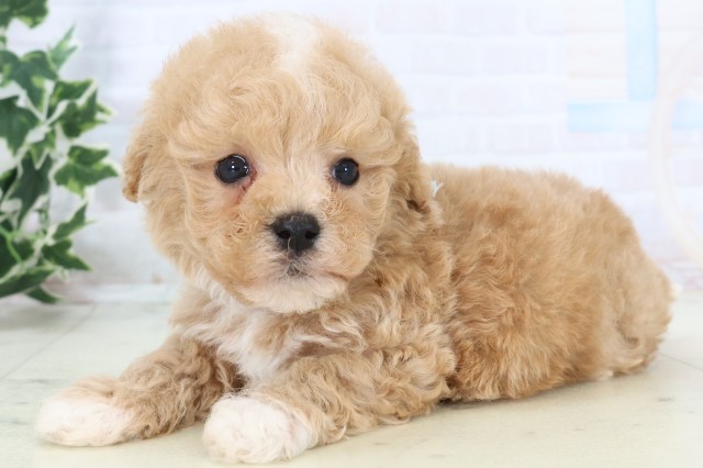 鹿児島県のマルプー(マルチーズ×プードル) (Coo&RIKU霧島店/2025年11月18日生まれ/男の子/クリーム)の子犬の3枚目の画像