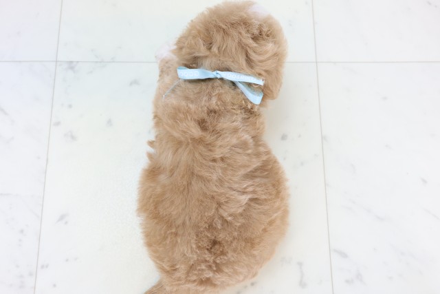 鹿児島県のマルプー(マルチーズ×プードル) (Coo&RIKU霧島店/2025年11月18日生まれ/男の子/クリーム)の子犬の4枚目の画像