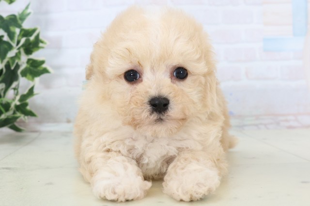 福岡県のマルプー(マルチーズ×プードル) (Coo&RIKU大牟田店/2025年11月18日生まれ/男の子/クリーム)の子犬の1枚目の画像