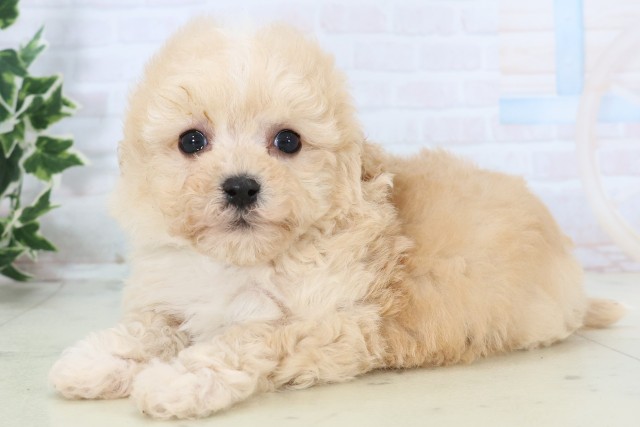 福岡県のマルプー(マルチーズ×プードル) (Coo&RIKU大牟田店/2025年11月18日生まれ/男の子/クリーム)の子犬の3枚目の画像