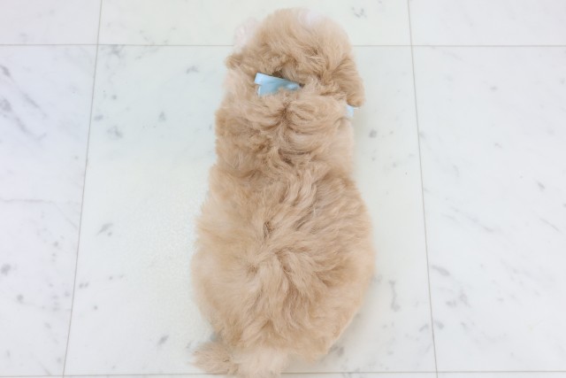 福岡県のマルプー(マルチーズ×プードル) (Coo&RIKU大牟田店/2025年11月18日生まれ/男の子/クリーム)の子犬の4枚目の画像