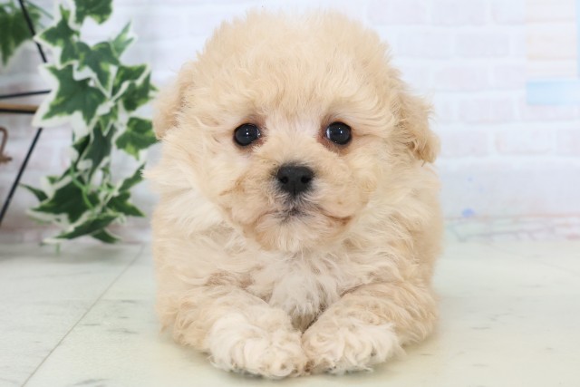 福岡県のマルプー(マルチーズ×プードル) (Coo&RIKU小倉店/2025年11月18日生まれ/男の子/クリーム)の子犬の1枚目の画像