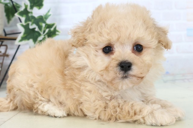 福岡県のマルプー(マルチーズ×プードル) (Coo&RIKU小倉店/2025年11月18日生まれ/男の子/クリーム)の子犬の2枚目の画像