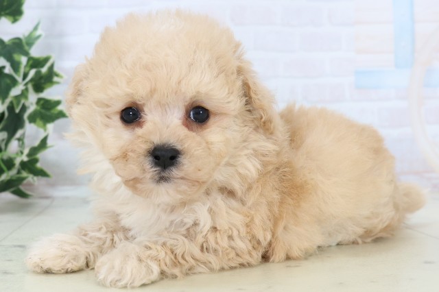 福岡県のマルプー(マルチーズ×プードル) (Coo&RIKU小倉店/2025年11月18日生まれ/男の子/クリーム)の子犬の3枚目の画像