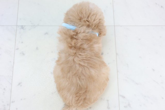 福岡県のマルプー(マルチーズ×プードル) (Coo&RIKU小倉店/2025年11月18日生まれ/男の子/クリーム)の子犬の4枚目の画像