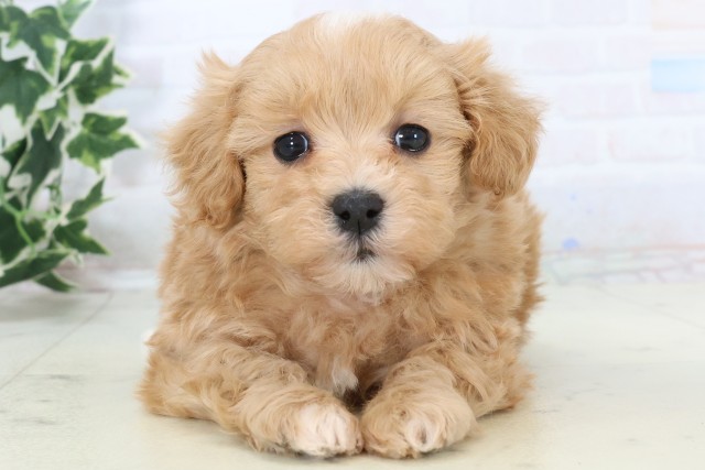 熊本県のマルプー(マルチーズ×プードル) (Coo&RIKU熊本店/2025年11月18日生まれ/男の子/クリーム)の子犬の1枚目の画像