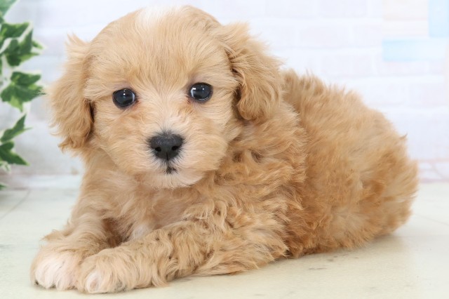 熊本県のマルプー(マルチーズ×プードル) (Coo&RIKU熊本店/2025年11月18日生まれ/男の子/クリーム)の子犬の3枚目の画像