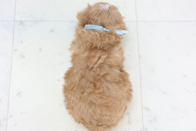 熊本県のマルプー(マルチーズ×プードル) (Coo&RIKU熊本店/2025年11月18日生まれ/男の子/クリーム)の子犬の4枚目の画像