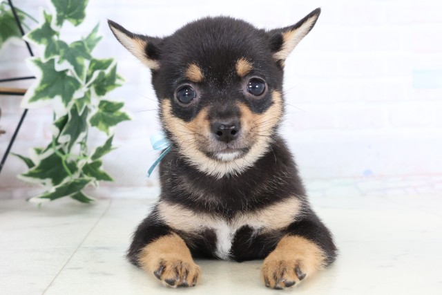 鹿児島県のチワ柴/柴チワ/チワシバ(チワワ×柴) (Coo&RIKU鹿屋店/2025年11月14日生まれ/男の子/ブラックタン)の子犬の1枚目の画像